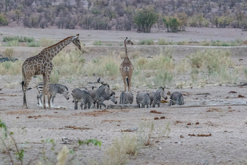 Hobatere Lodge: Zebras und Giraffen