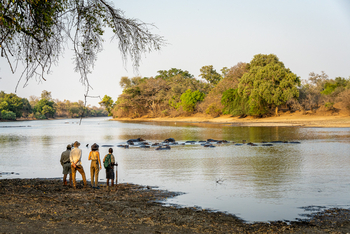 John's Camp John's Camp: Hippo Pool