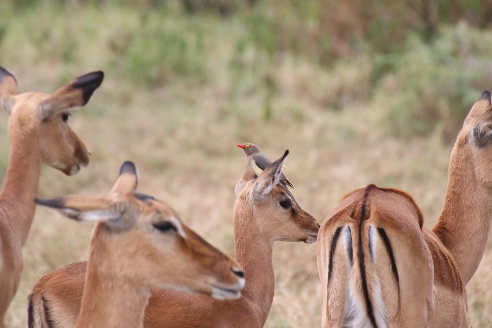 Lake Nakuru Sopa Lodge Lake Nakuru Sopa Lodge