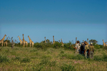 Kwapa Camp: Giraffensichtung