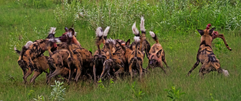 Lebala Camp Lebala Camp: Wildhundmeute