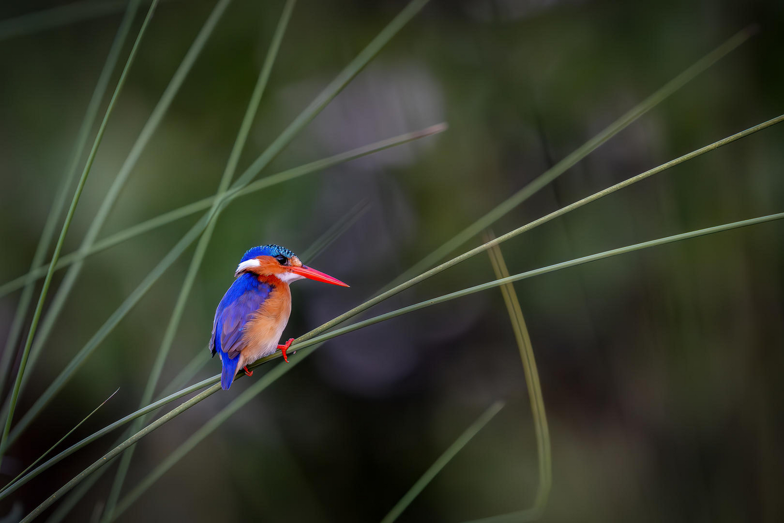 Losika Elephant Camp Losika Elephant Camp: Farbenfroher Eisvogel auf Grashalm im Busch