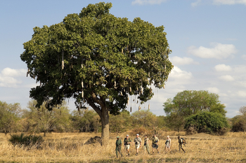 Luangwa Bush Camping Luangwa Bush Camping: Sausage Tree