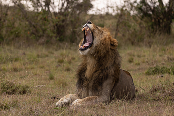 Mahali Mzuri: Gähnender Löwe