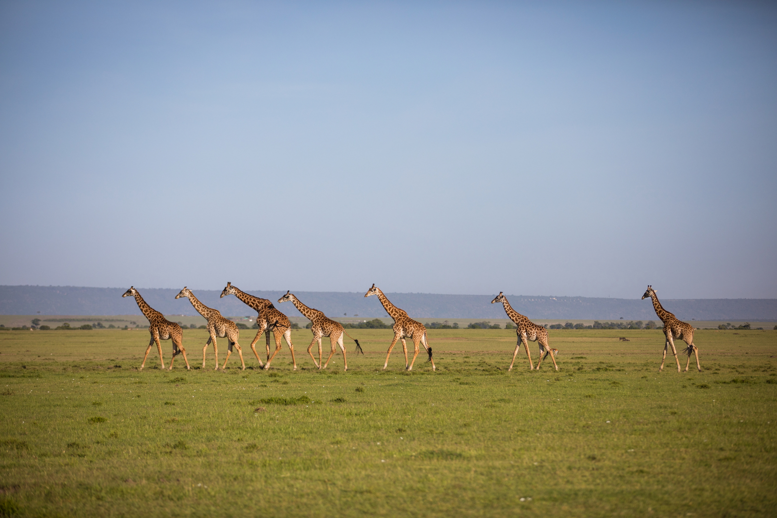 Mara Toto Tree Camp Mara Toto Tree Camp: Journey of Giraffe