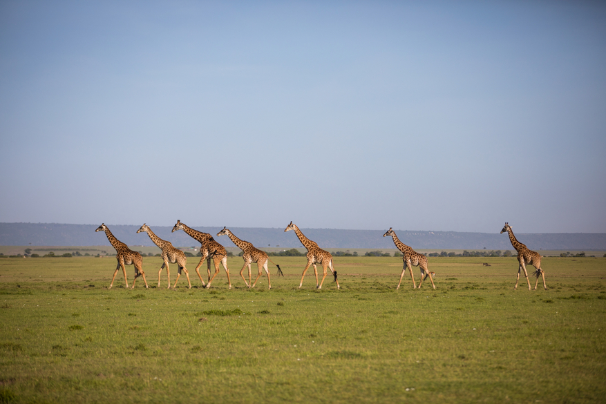 Mara Toto Tree Camp