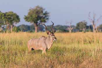 Moanachira Flood Plains: Kudu