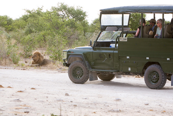 Mushara Game Drive: Löwe
