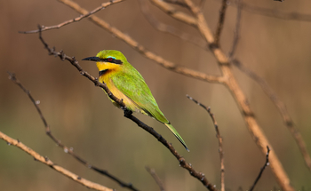 Nanzhila Plains Camp: Zwergspint