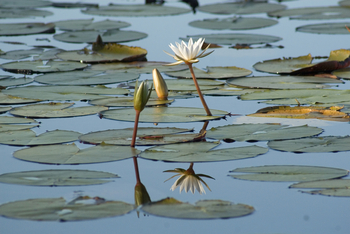 Nkasa Lupala Tented Lodge: Seerosen
