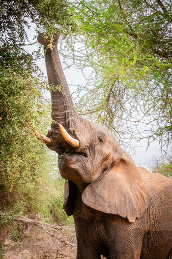 Olkeri Camp: Ausgestreckter Rüssel