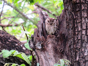 Pench Jungle Camp: Zwerohreule