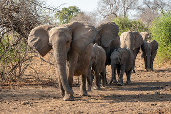 Robin Pope Safaris Robin Pope Safaris: Ziehende Elefanten