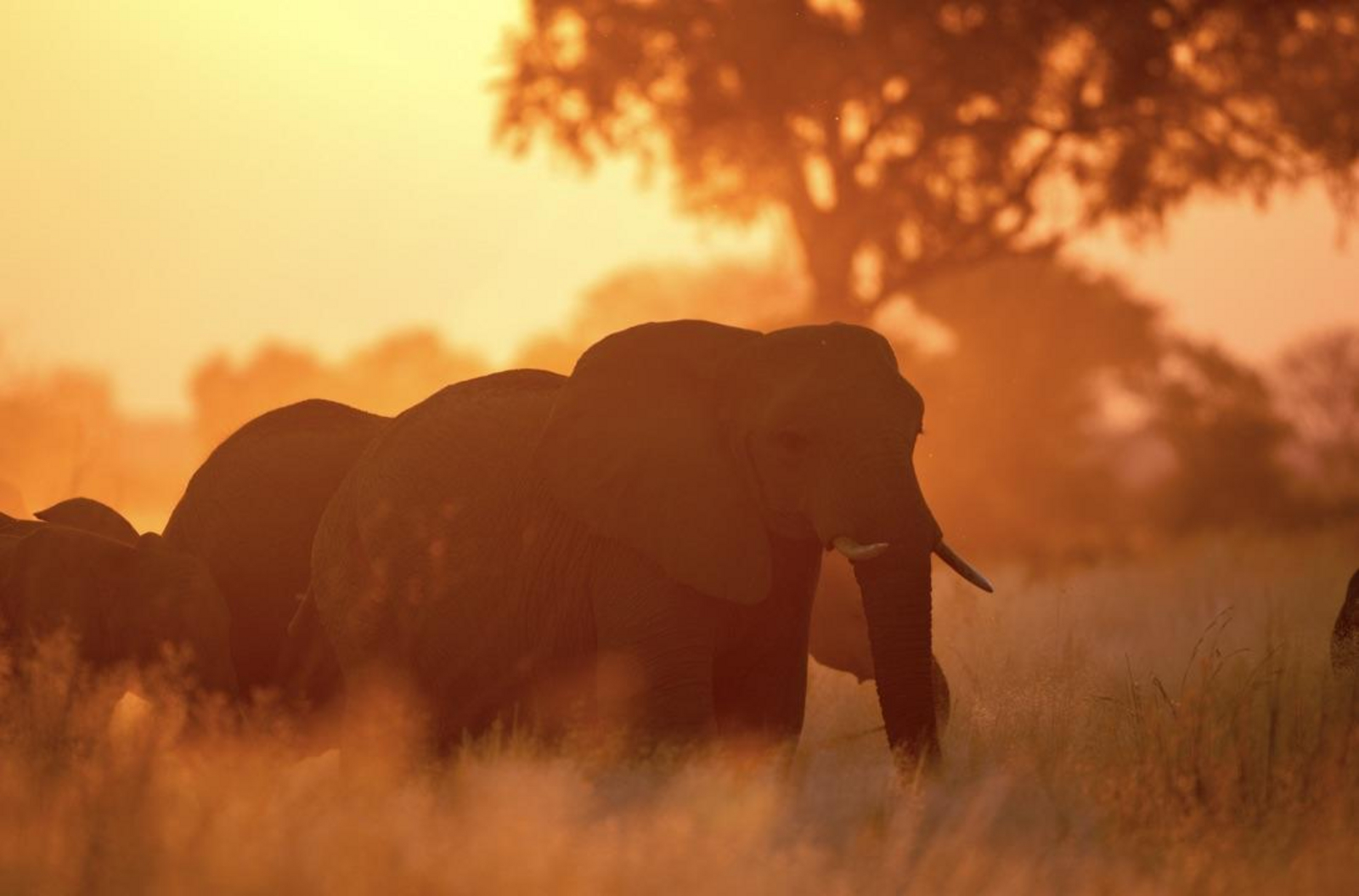 Saguni Safari Lodge Saguni Safari Lodge: Elefanten