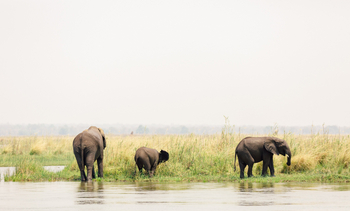 Sausage Tree Camp: Blick vom Camp
