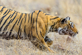 Sawai Vilas: Tiger auf Pirsch