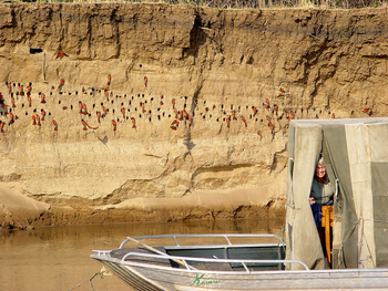 Shenton Safaris: Carmine Bee-Eater Hide