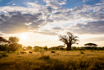 Singita Pamushana Lodge: Baobab und Gnus