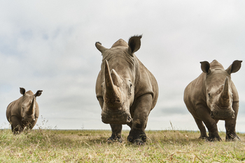 Solio Lodge: Nashorngruppe