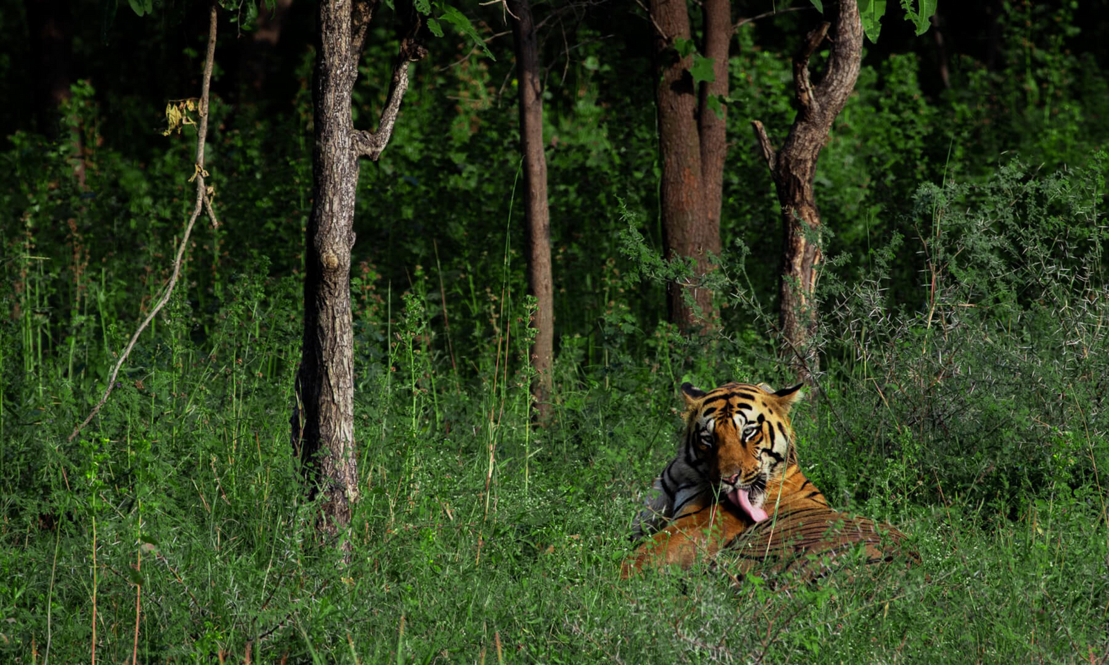 Tadoba Jungle Camp Tadoba Jungle Camp: Ruhender Tiger