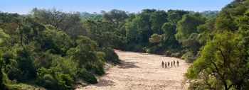 Tanda Tula Safari Camp: Walking Safari