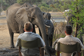 The Hide: Elefant vor Gästen