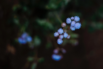 The Oberoi Vindhyavilas Wildlife Resort: Blumen