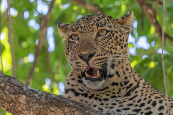 Time + Tide South Luangwa: Leopard
