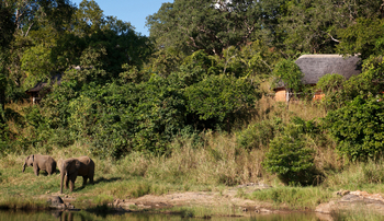 Tongole Wilderness Lodge: Elefanten vor der Lodge