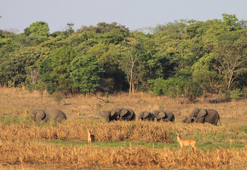 Wasa Lodge: Elefanten und Pukus