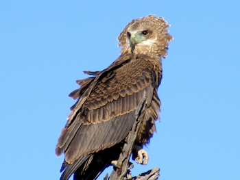 Waterberg Plateau Lodge Waterberg Plateau Lodge: Crested Eagle