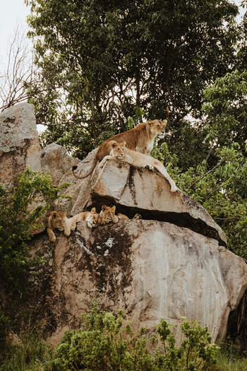 Wilderness Usawa Serengeti Camp: Löwenfamilie