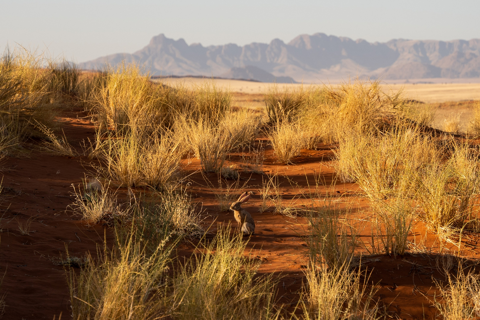 Wolwedans Dune Camp Family Suite Wolwedans Dune Camp Family Suite: Hase