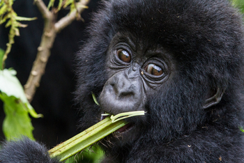 Bisate Lodge: Gorillababy
