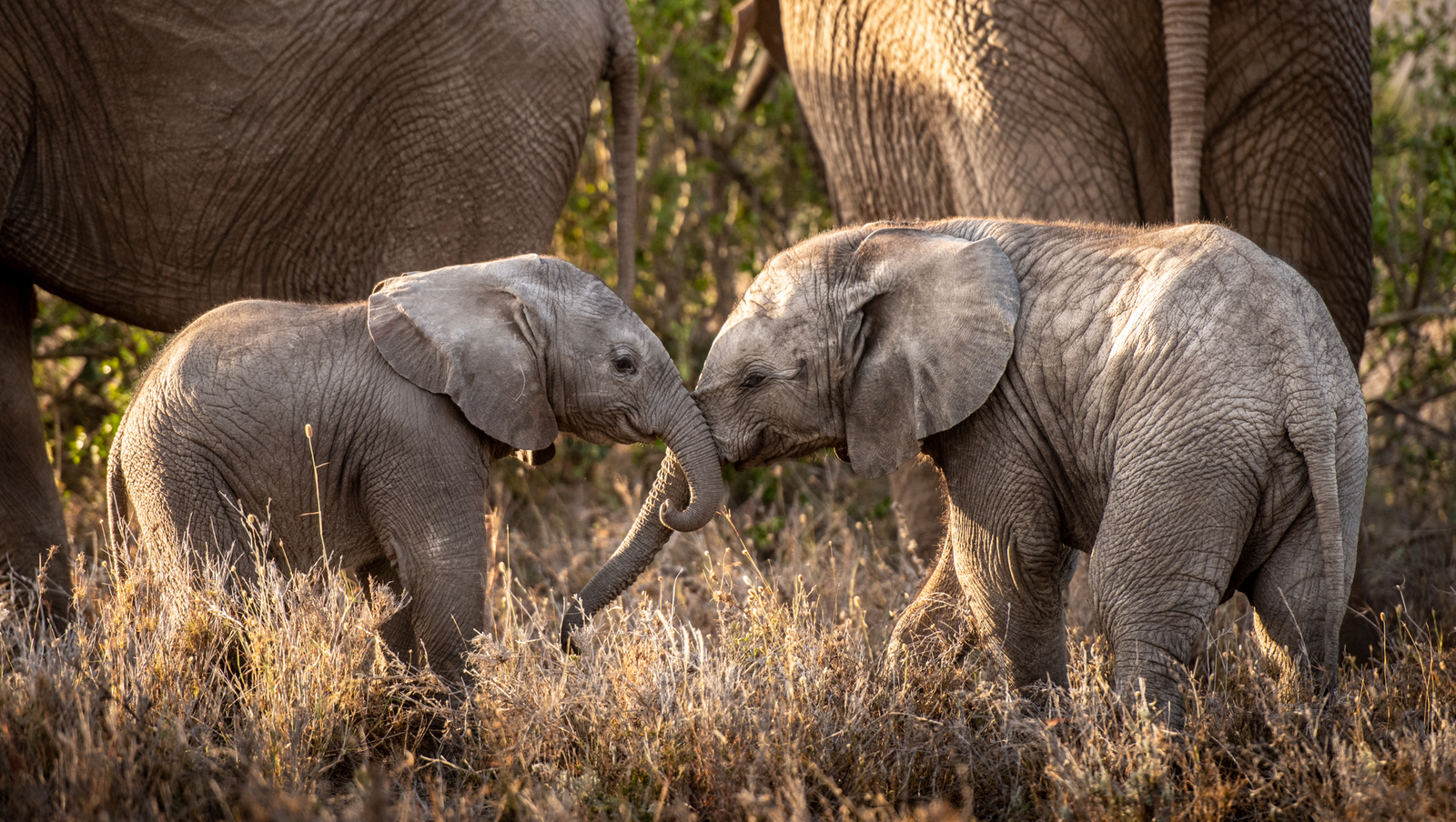 Borana Lodge Borana Lodge: Zwei junge Elefanten am spielen