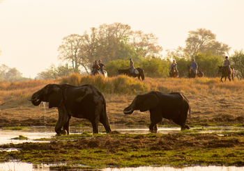 Cha Cha Metsi Camp: Ausritt
