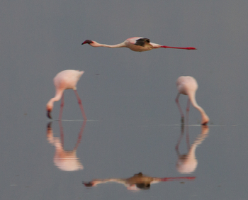 Chem Chem Lodge: Flamingo-Quadrat