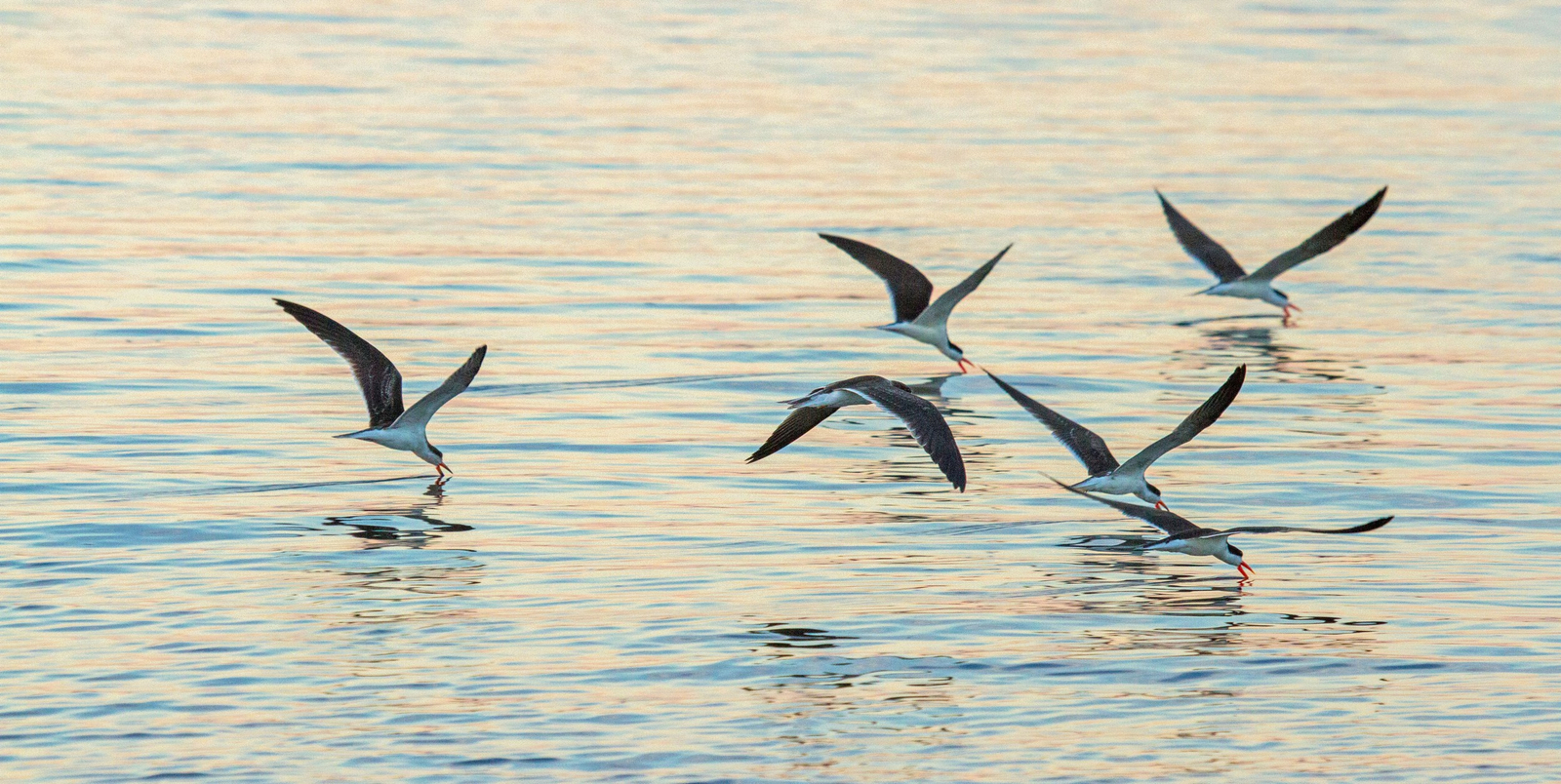 Chobe Savanna Lodge Chobe Savanna Lodge: Scherenschnäbel