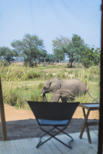 Chula Island Camp Chula Island Camp: Elefant vor einem Gästezelt
