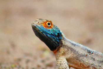 Dinaka Lodge: Blaukopfagame