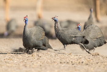 Dinaka Lodge: Helmperlhühner