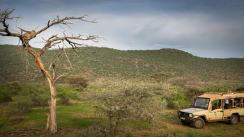 Elephant Bedroom Camp: Leopard