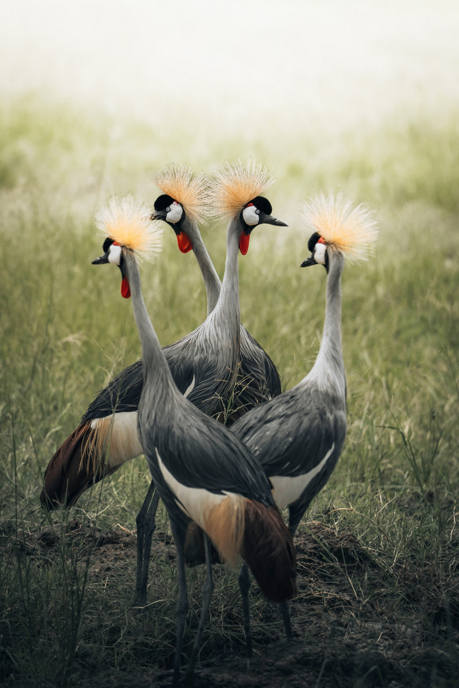 Forest Chem Chem Forest Chem Chem: Kronenkraniche