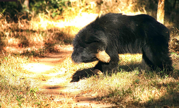 Forsyth Lodge Forsyth Lodge: Lippenbär