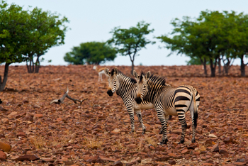 Grootberg Lodge Grootberg Lodge: Bergzebras