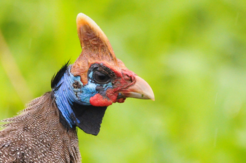 Kichaka Wild Camp: Helmperlhuhn