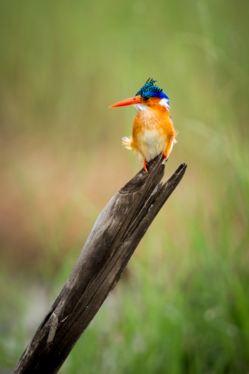 King Lewanika Lodge: Haubenzwergfischer