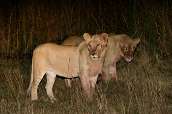 King's Pool Camp King's Pool Camp: Löwen im Dunkel