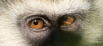 Kisima Ngeda Camp: Vervet Monkey Eyes