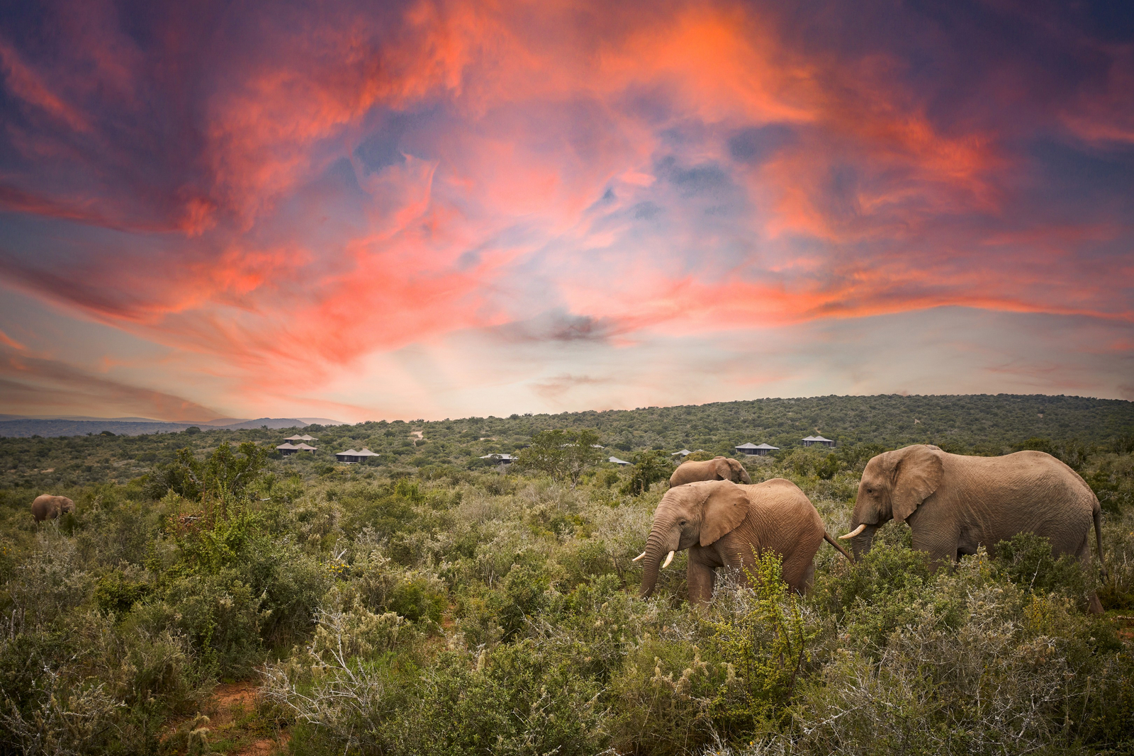 Kwandwe Ecca Lodge Kwandwe Ecca Lodge: Elefanten in der Nachbarschäft der Suiten